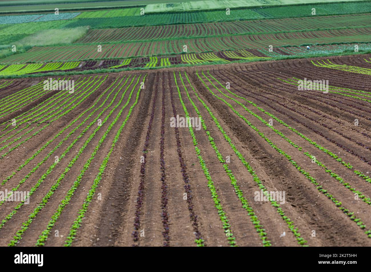Salatfelder in der Landwirtschaft Stockfoto