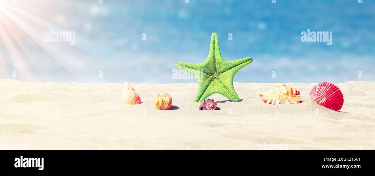 Seesterne und Muscheln am sonnigen Strand. Sommerferien Hintergrund Stockfoto