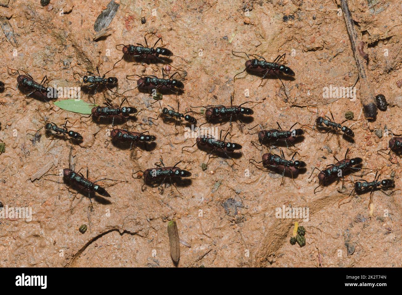 Schwarze Ameise auf dem Boden, die Nahrung ins Nest transportiert. Stockfoto
