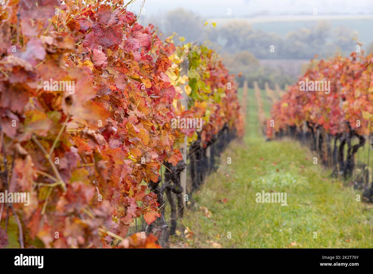 Roter Herbstweingarten, Südmähren, Tschechische Republik Stockfoto