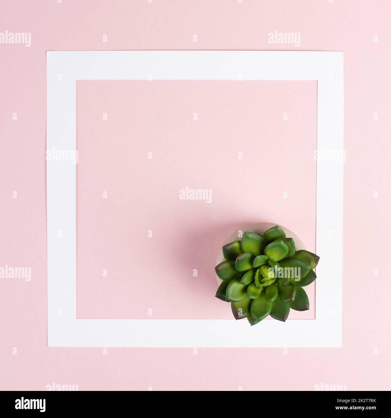 Rosa pastellfarbener Hintergrund mit weißem Rahmen und Kaktus, Copy Space Layout, Textfeld im Minimalismus-Stil, Grußkarte Stockfoto