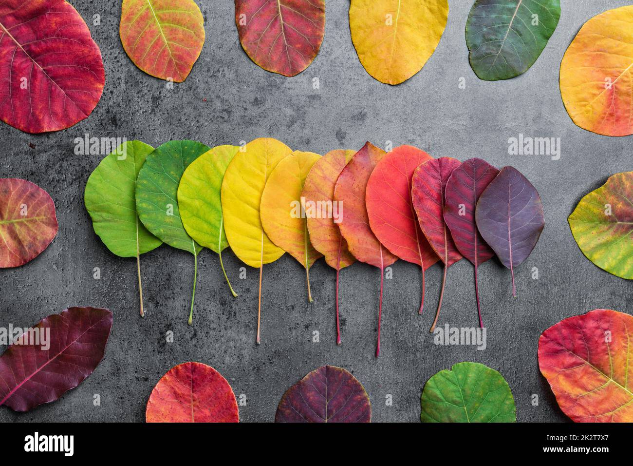 Auswahl an bunten Autunm-Blättern Stockfoto