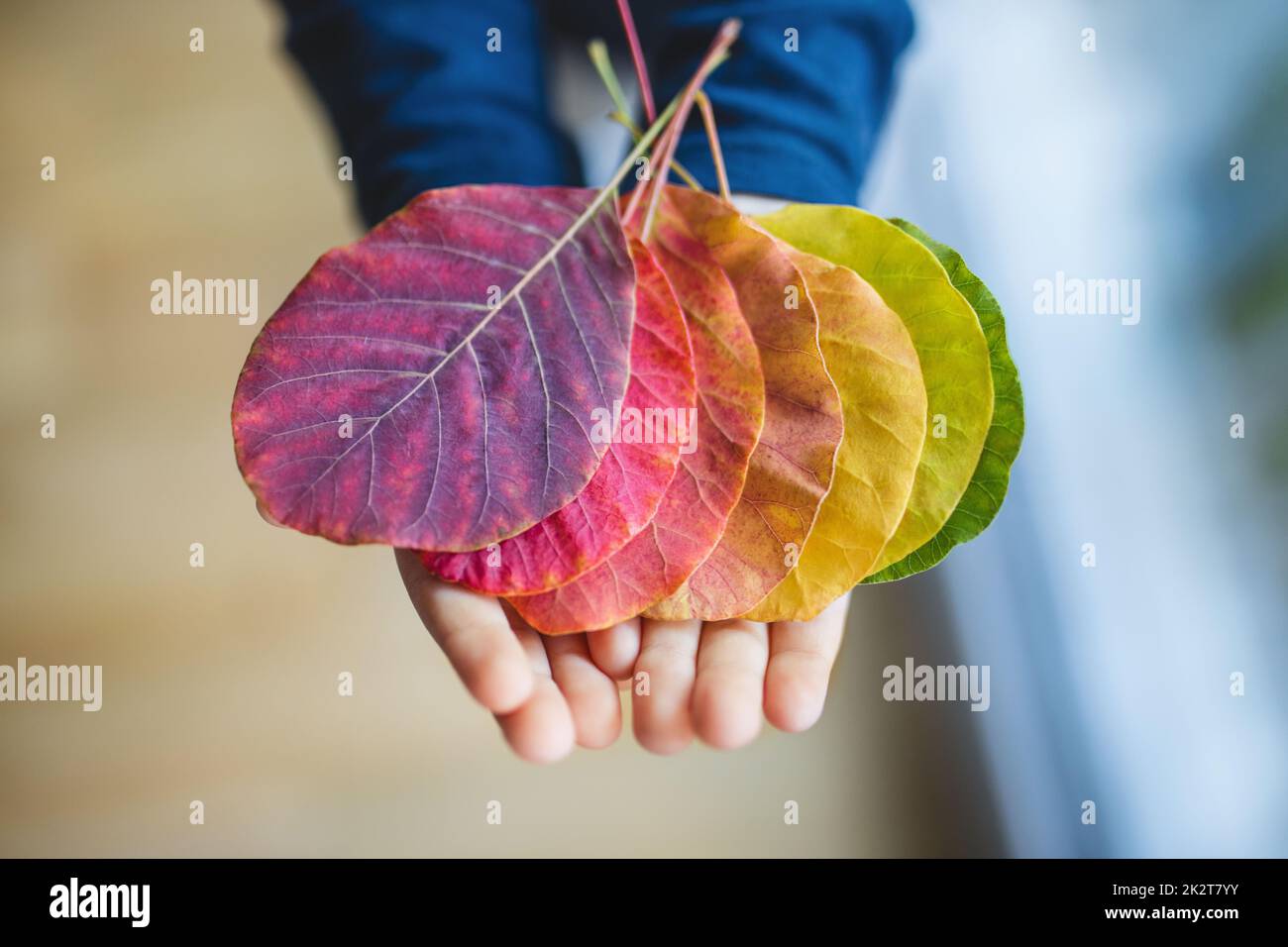 Kind mit einer Auswahl an bunten Blättern Stockfoto