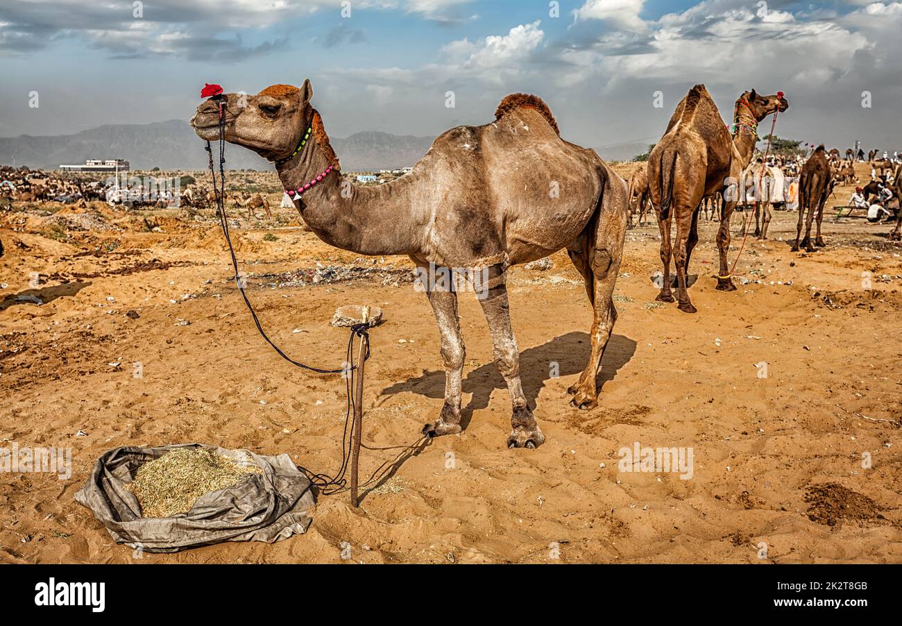 Kamele auf der Kamelmesse Pushkar Mela, Indien Stockfoto