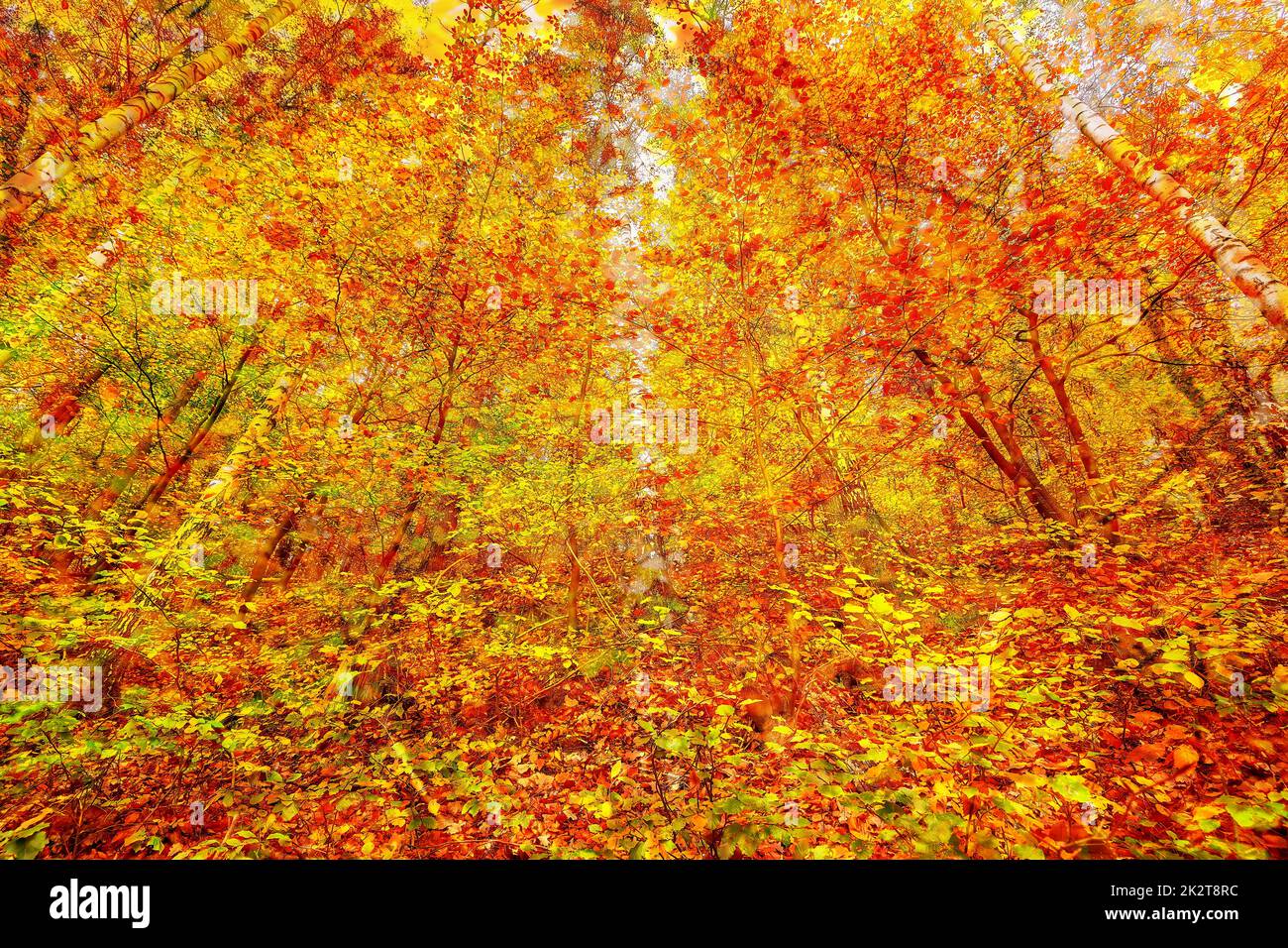 Waldumgebung im Herbst Stockfoto