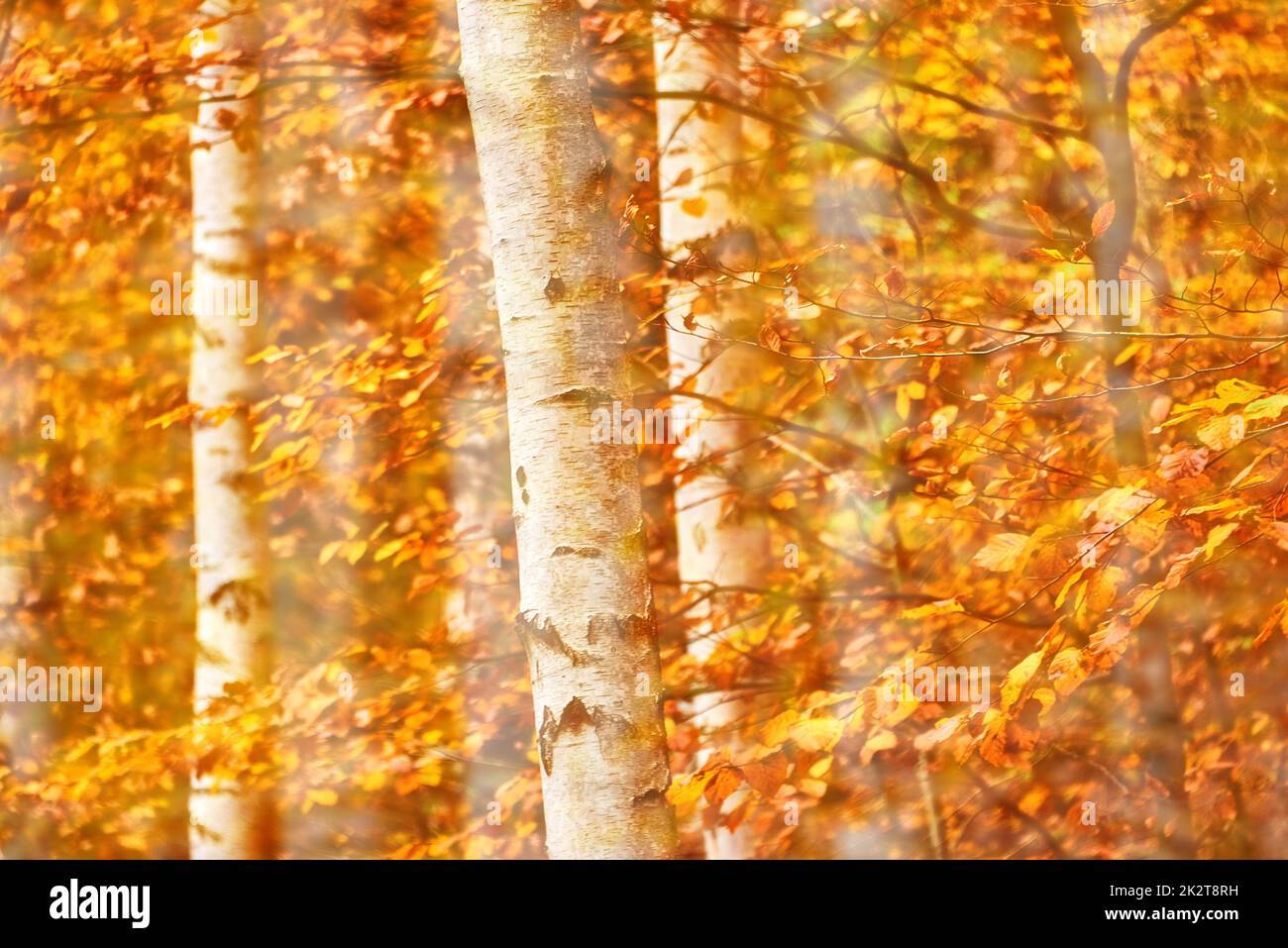 Waldumgebung im Herbst Stockfoto