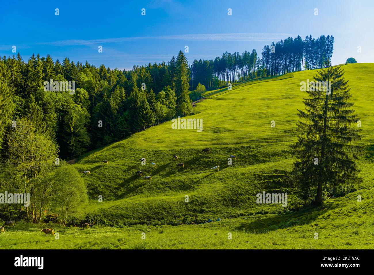 Grüne Felder mit blauem Himmel, Schönengrund, Hinterland, Appenzell Stockfoto