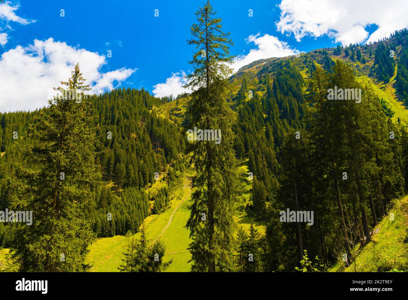 Wald in den Alpen, Klosters-Serneus, Davos, Graubuenden Stockfoto