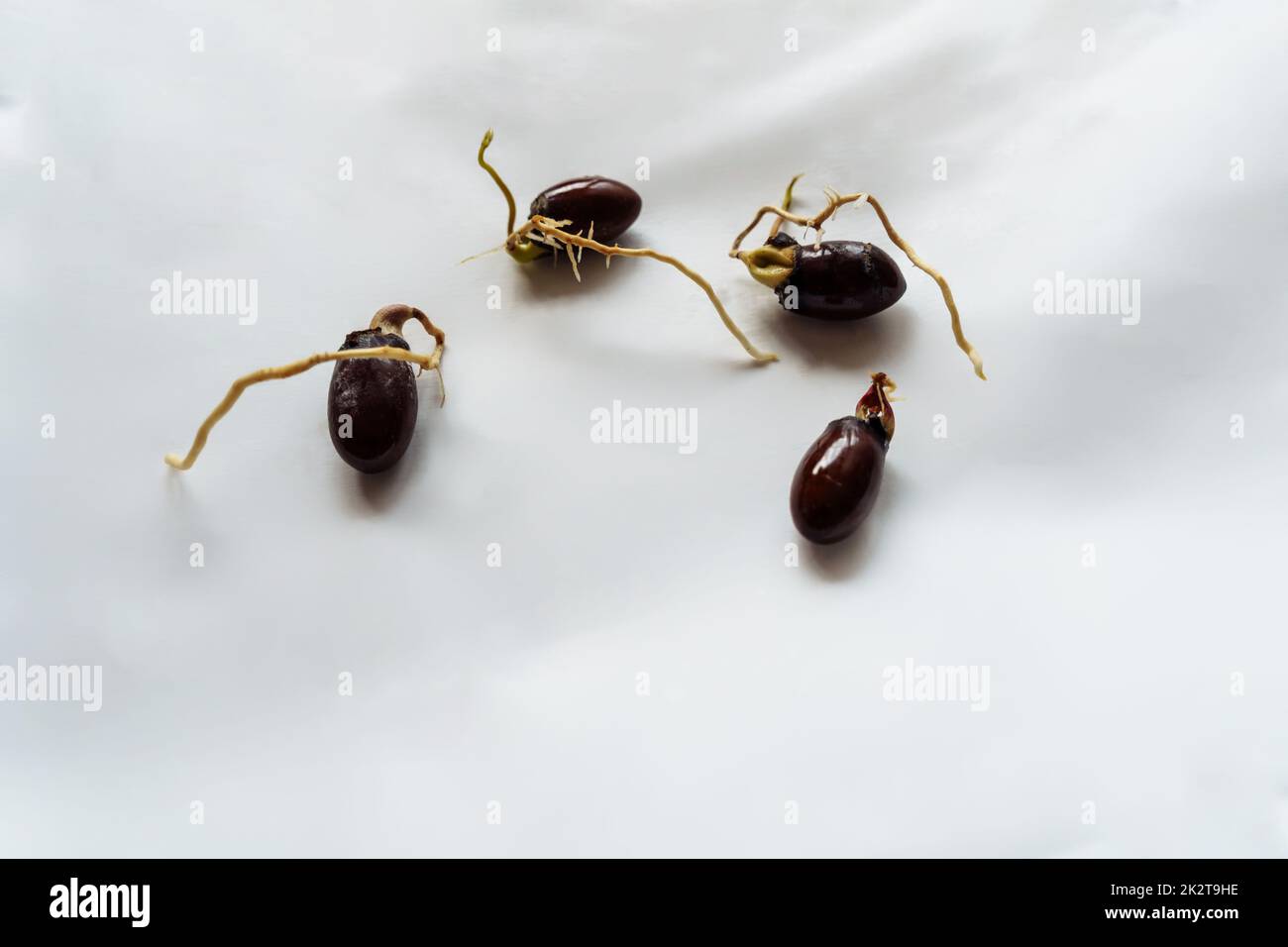 Vier gezüchtete Lychee-Samen für den Anbau zu Hause. Heimgarten. Stockfoto