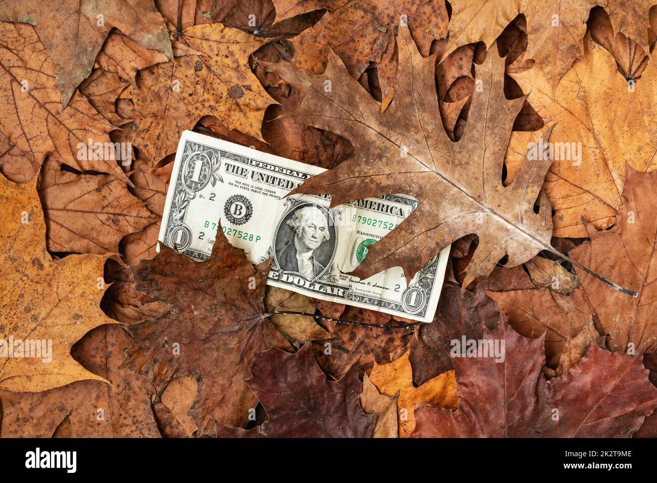 Dollar-Banknoten unter gefallenen Blättern Stockfoto