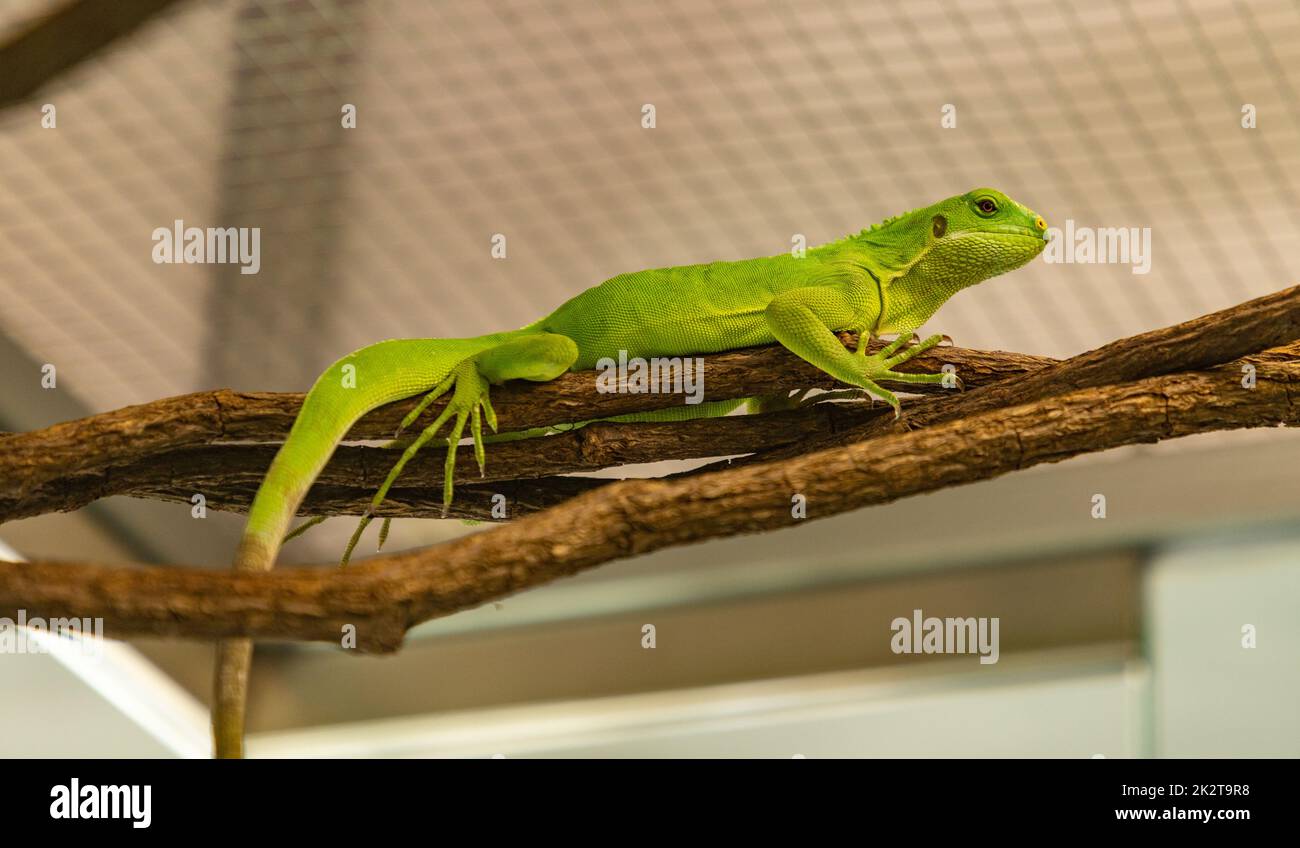 Brachylophus fasciatus oder Lau Banded Iguana Stockfoto