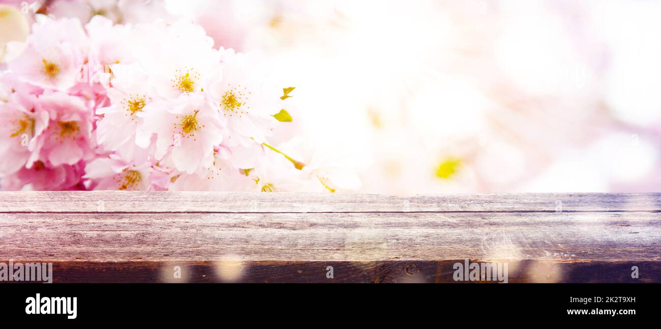 Schöner Zweig des blühenden Baumes im Frühling. Stockfoto