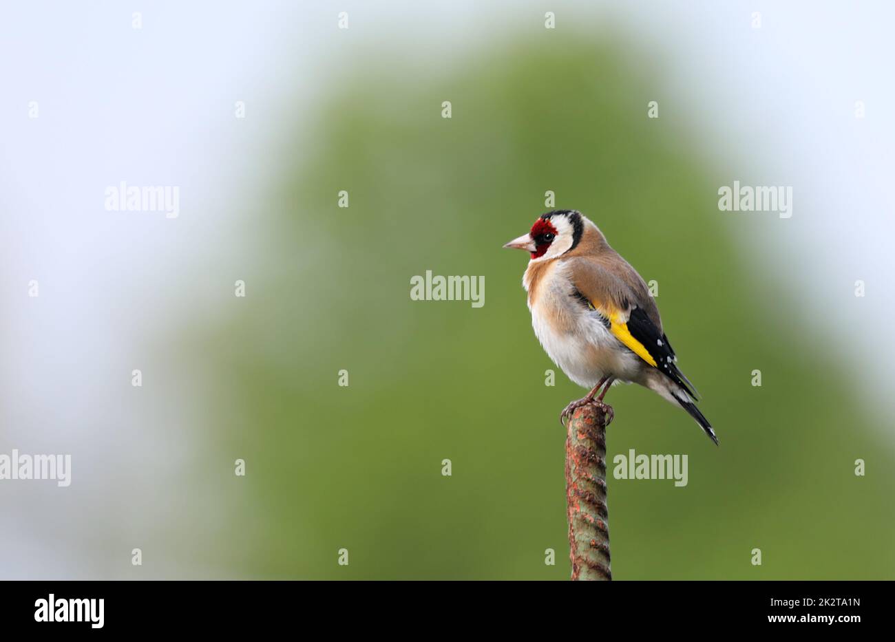 Nahaufnahme eines Goldfinkens - Carduelis carduelis - auf einem Eisenpfosten in Frankfurt, Deutschland Stockfoto