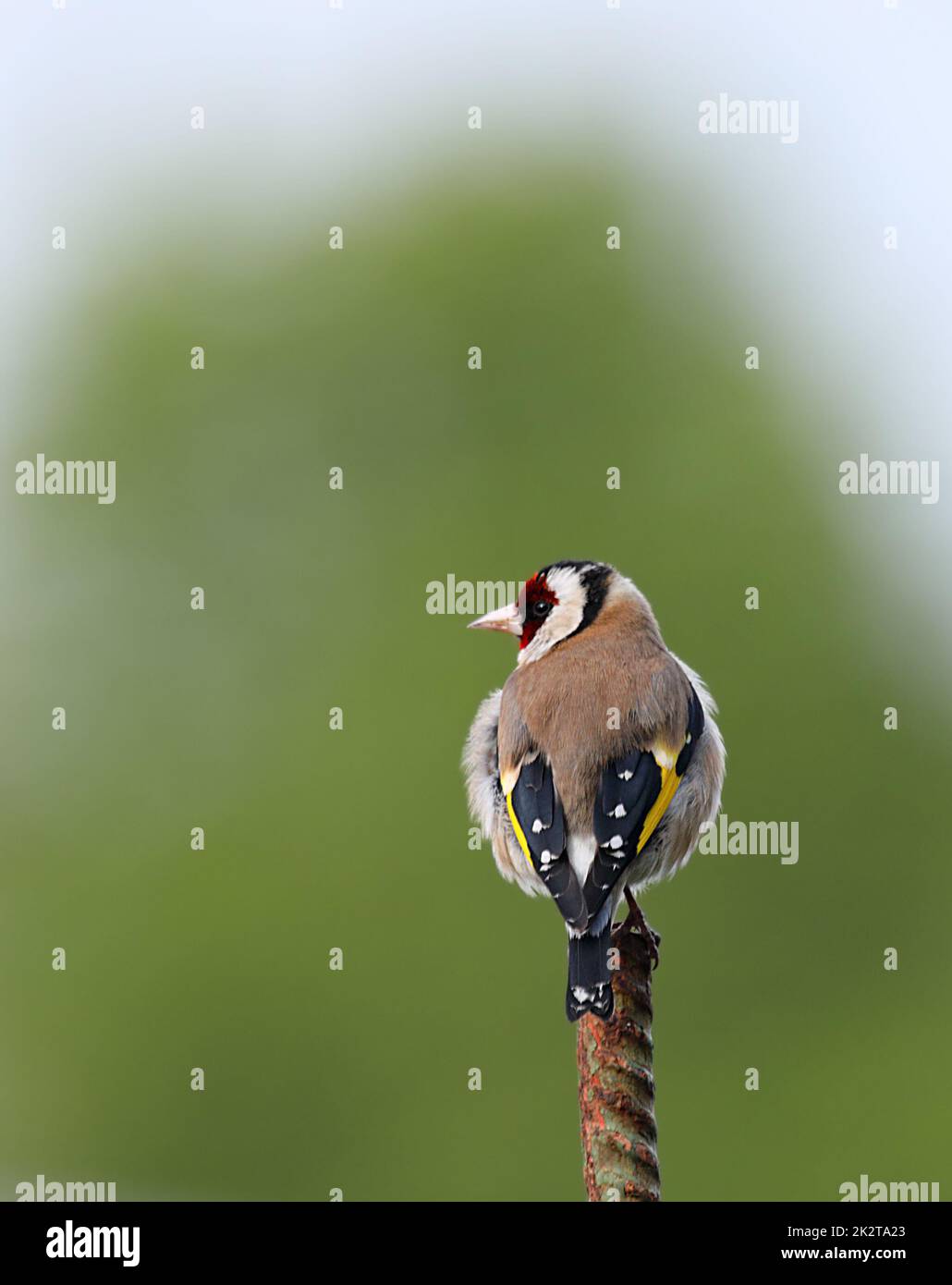 Nahaufnahme eines Goldfinkens - Carduelis carduelis - auf einem Eisenpfosten in Frankfurt, Deutschland Stockfoto