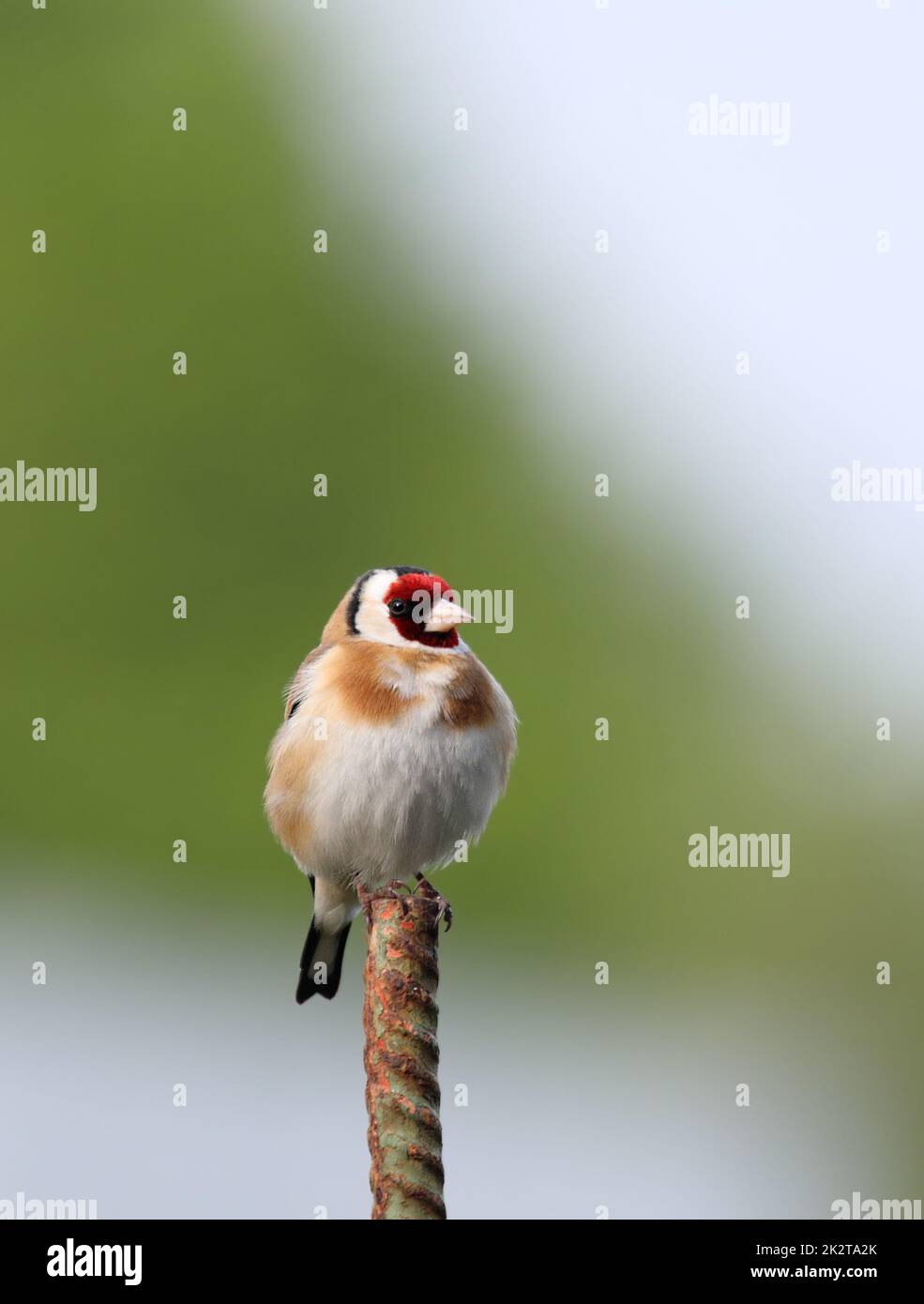 Nahaufnahme eines Goldfinkens - Carduelis carduelis - auf einem Eisenpfosten in Frankfurt, Deutschland Stockfoto