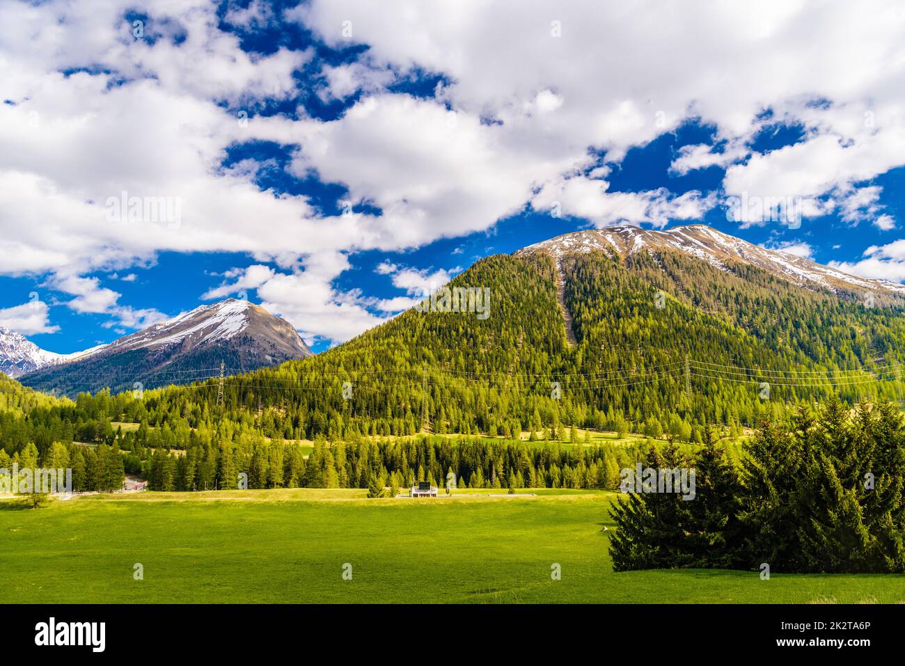 Grüne Felder und Alpenberge mit Wäldern, Samedan, M Stockfoto