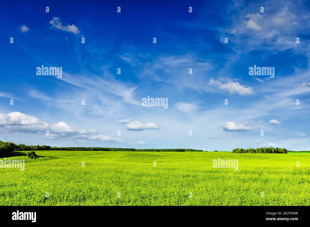 Frühling Sommer grünen Wiese Landschaft Landschaft Stockfoto