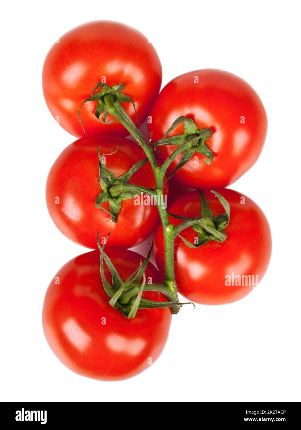 Filiale von frischen Tomaten mit Wassertropfen isoliert Stockfoto