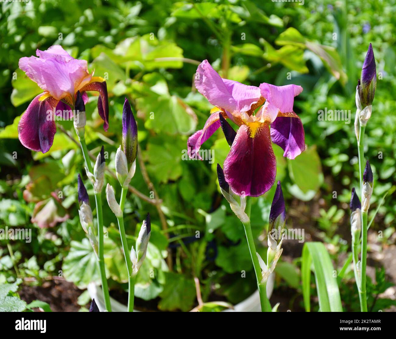 Blume, lila, bärtige Iris oder Iris Germanica (Lateinische Iris germanica) Stockfoto