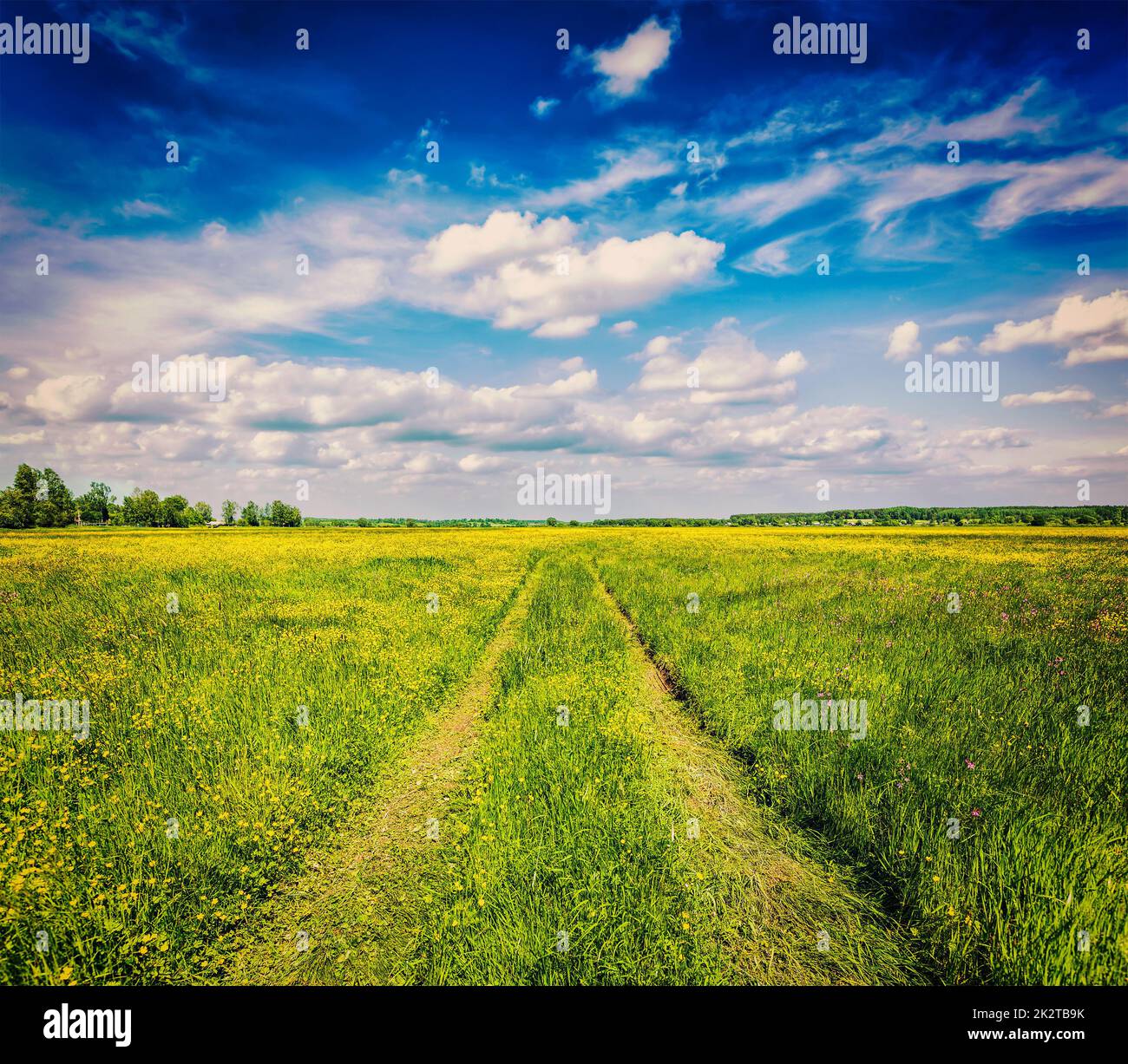 Frühling-Sommer - Landstraße im grünen Feld Landschaft Landschaft Stockfoto