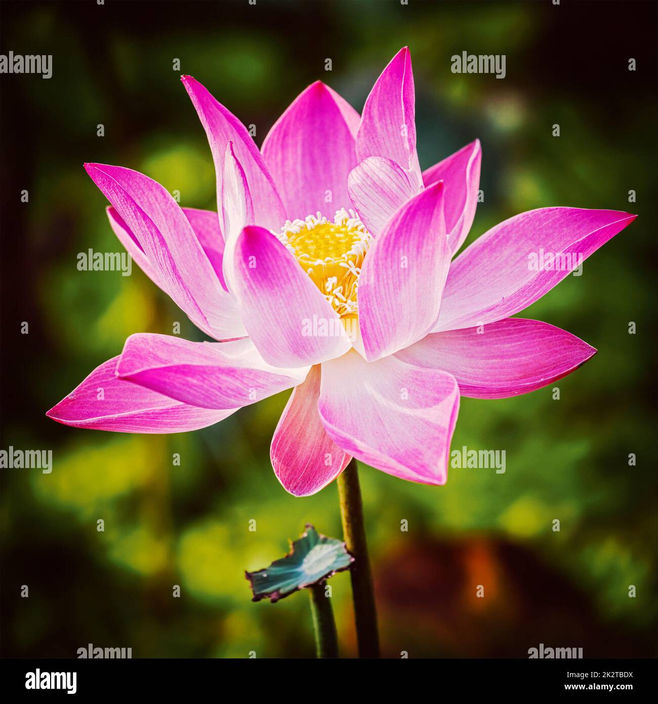 Lotus hautnah Stockfoto