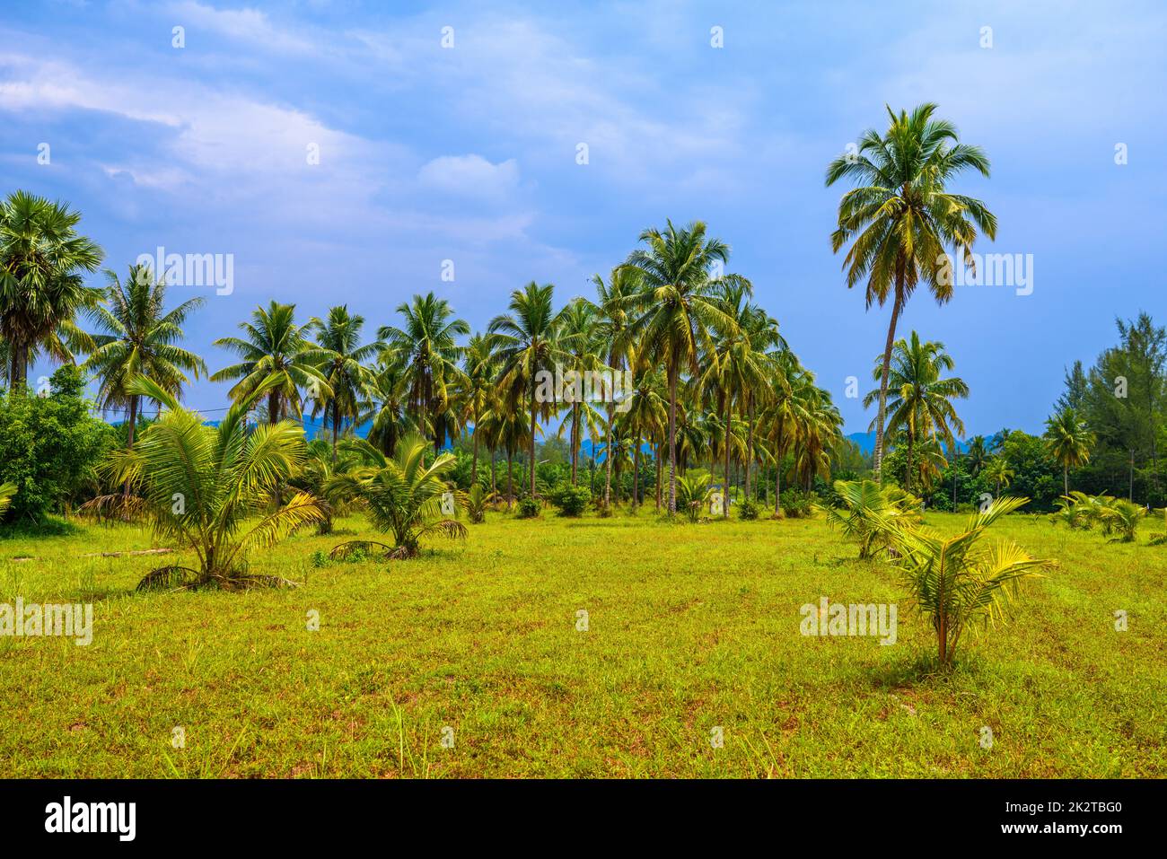 Kokospalmen mit grünem Feld und blauem Himmel, White Sand Beach KH Stockfoto