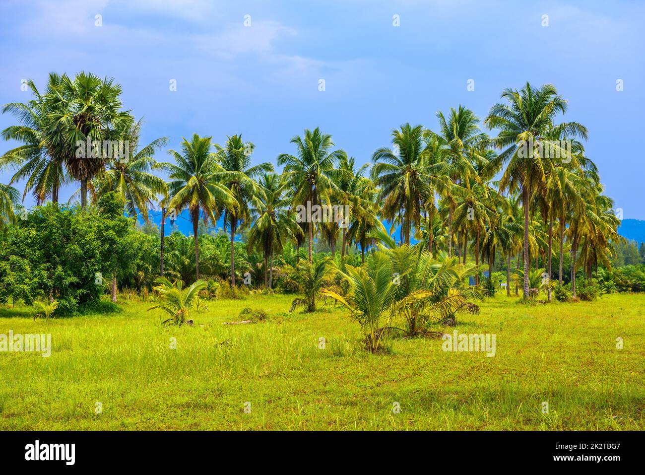 Kokospalmen mit grünem Feld und blauem Himmel, White Sand Beach KH Stockfoto