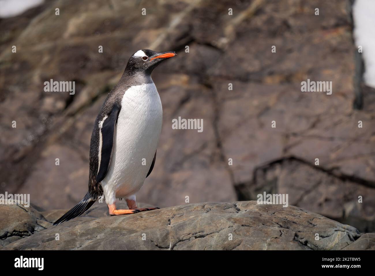 Nasser Gentoo-Pinguin steht auf sonnenbeschienenen Felsen Stockfoto