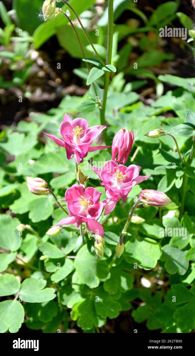 Blume Aquilegia vulgaris (Latin Aquilegia vulgaris) oder Einzugsgebiet (Columbine, Großmutterhut) Stockfoto