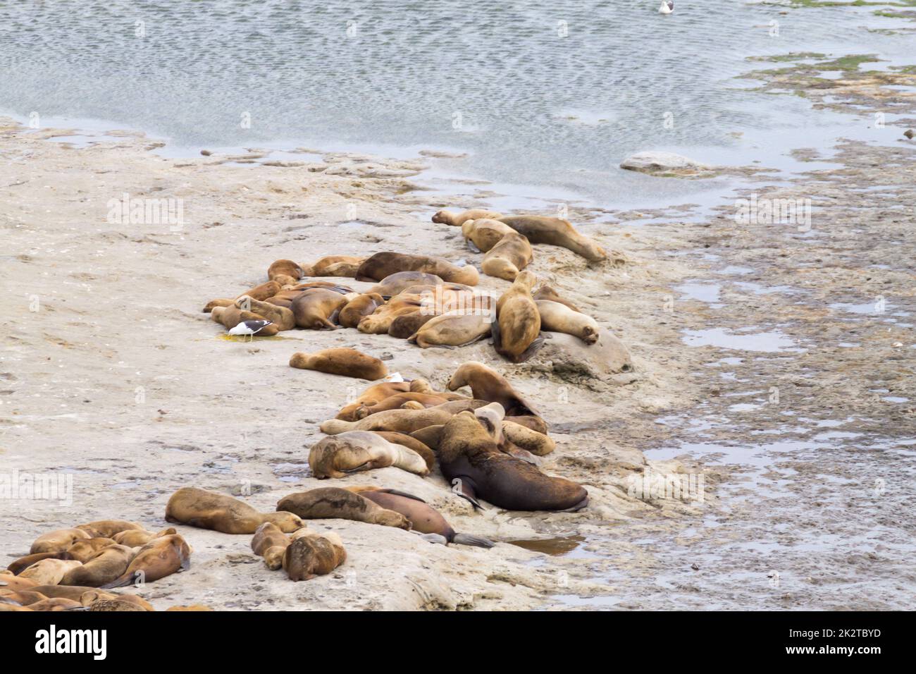 Elefantenrobben am Strand von Caleta Valdes, Patagonien, Argentinien Stockfoto