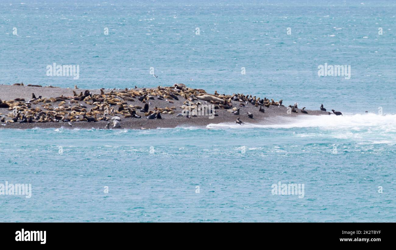 Elefantenrobben am Strand von Caleta Valdes, Patagonien, Argentinien Stockfoto