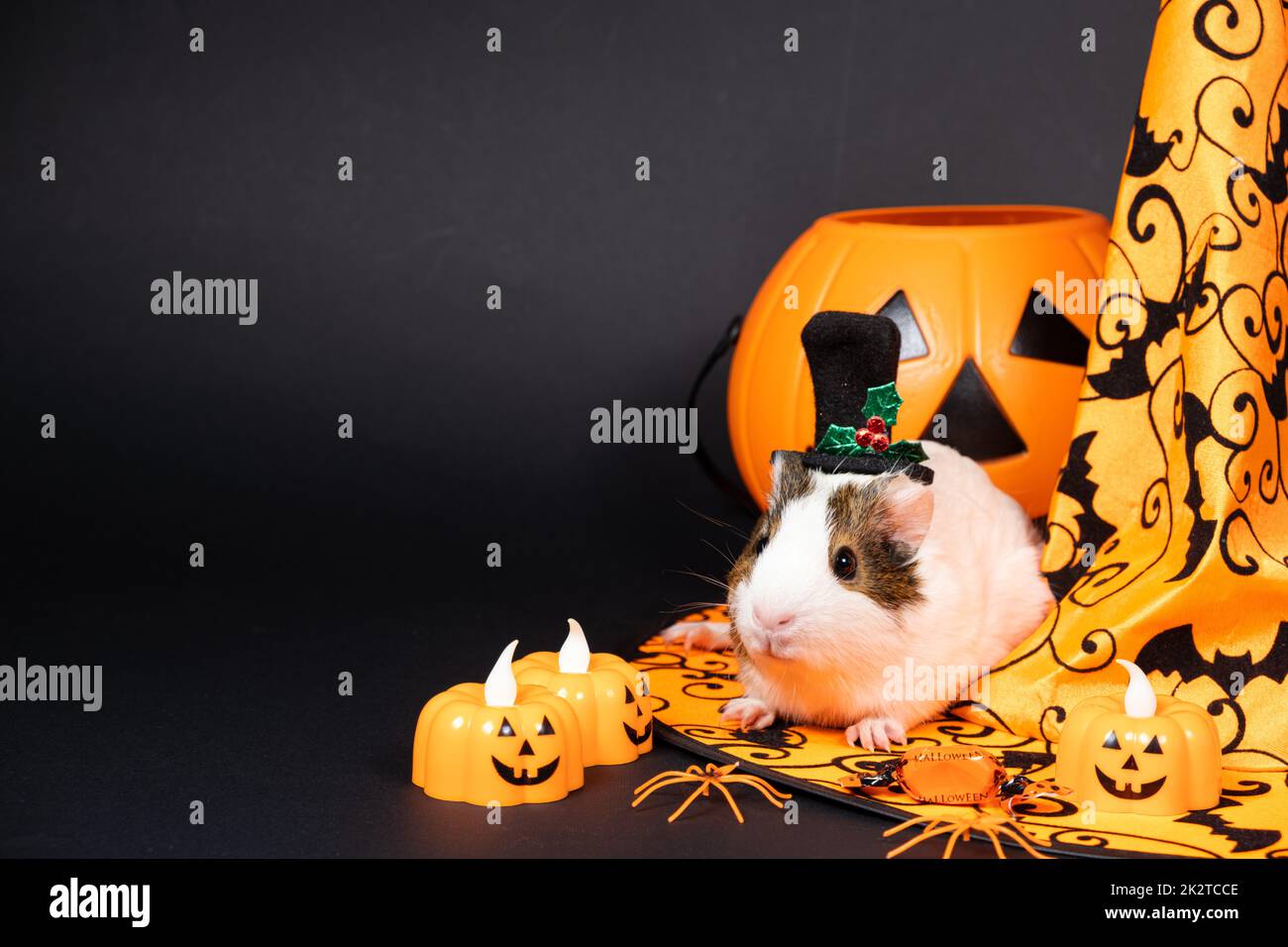 Ein weißes Meerschweinchen sitzt neben einem Kürbis und einem Hexenhut auf schwarzem Hintergrund. Haustiere feiern Halloween Stockfoto