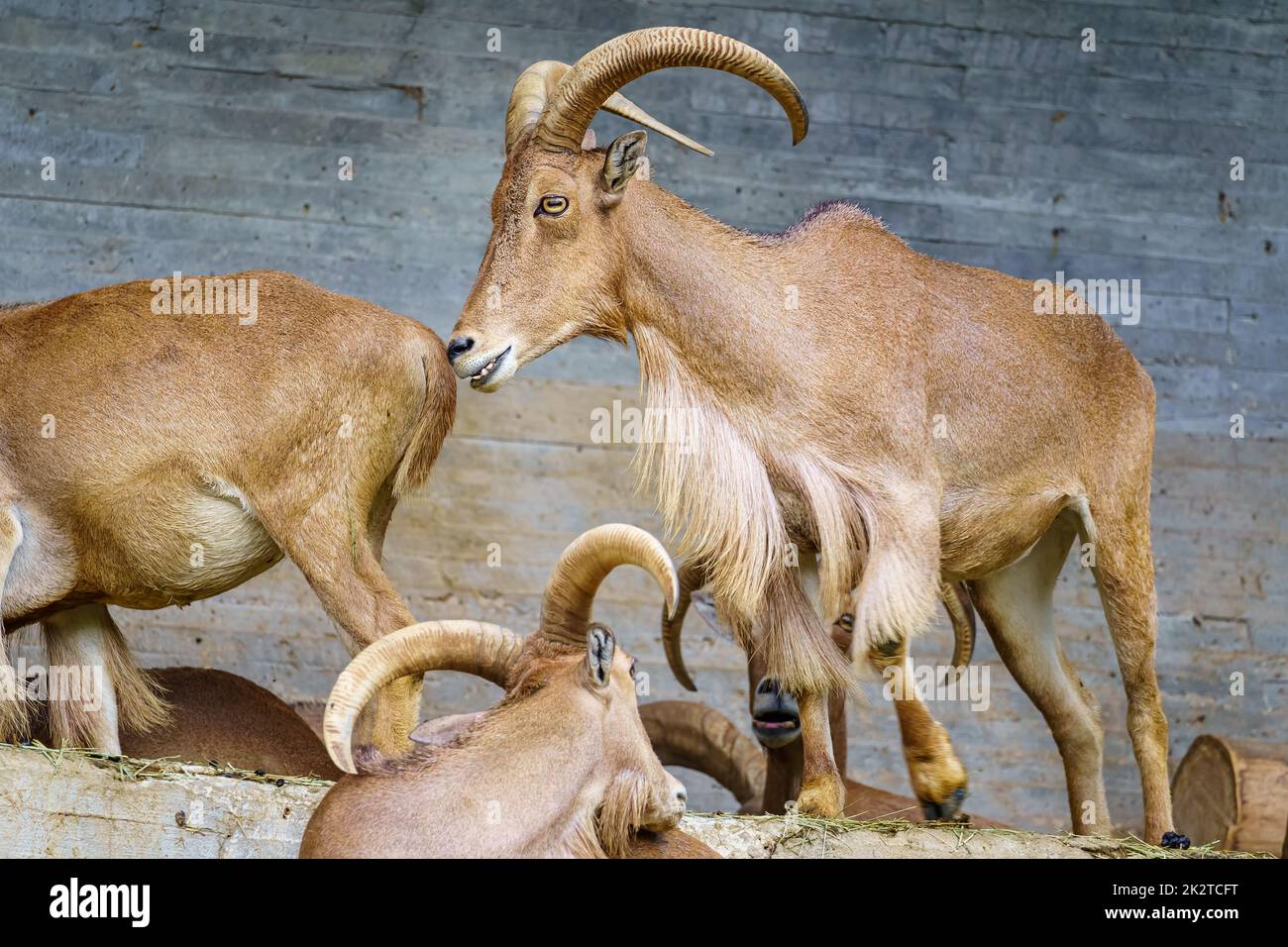 Gruppe von hispanischen Ziegen mit großen Hörnern und Leichtigkeit, die Felsen in den Bergen zu klettern. Stockfoto