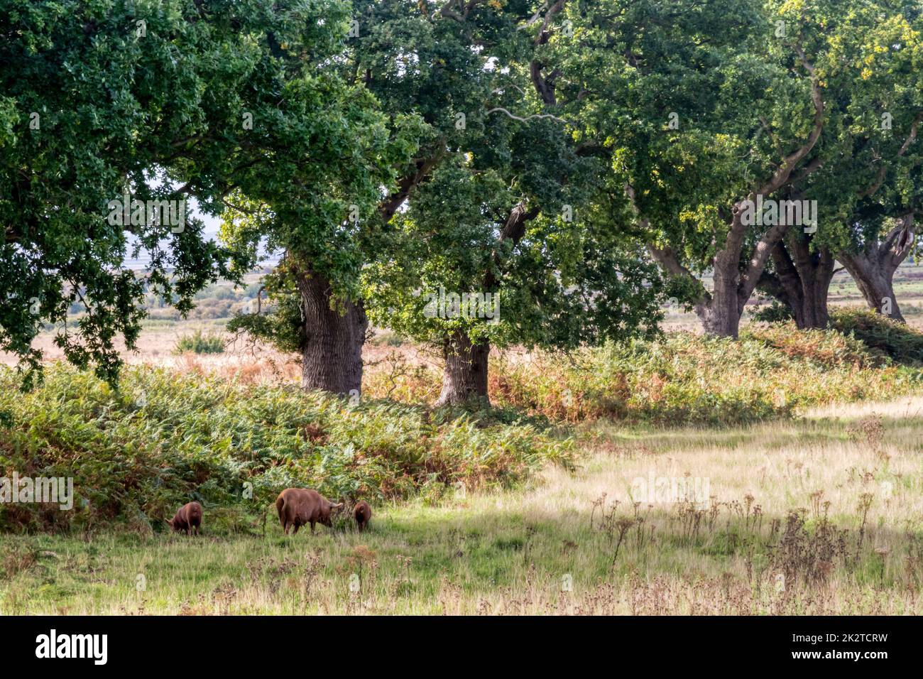 Freiland-Tamworth-Schweine, eine Sau und Ferkel, aus dem Wild Ken Hill Rewilding-Projekt Futter für Eicheln unter Heckeneichenbäumen. Stockfoto