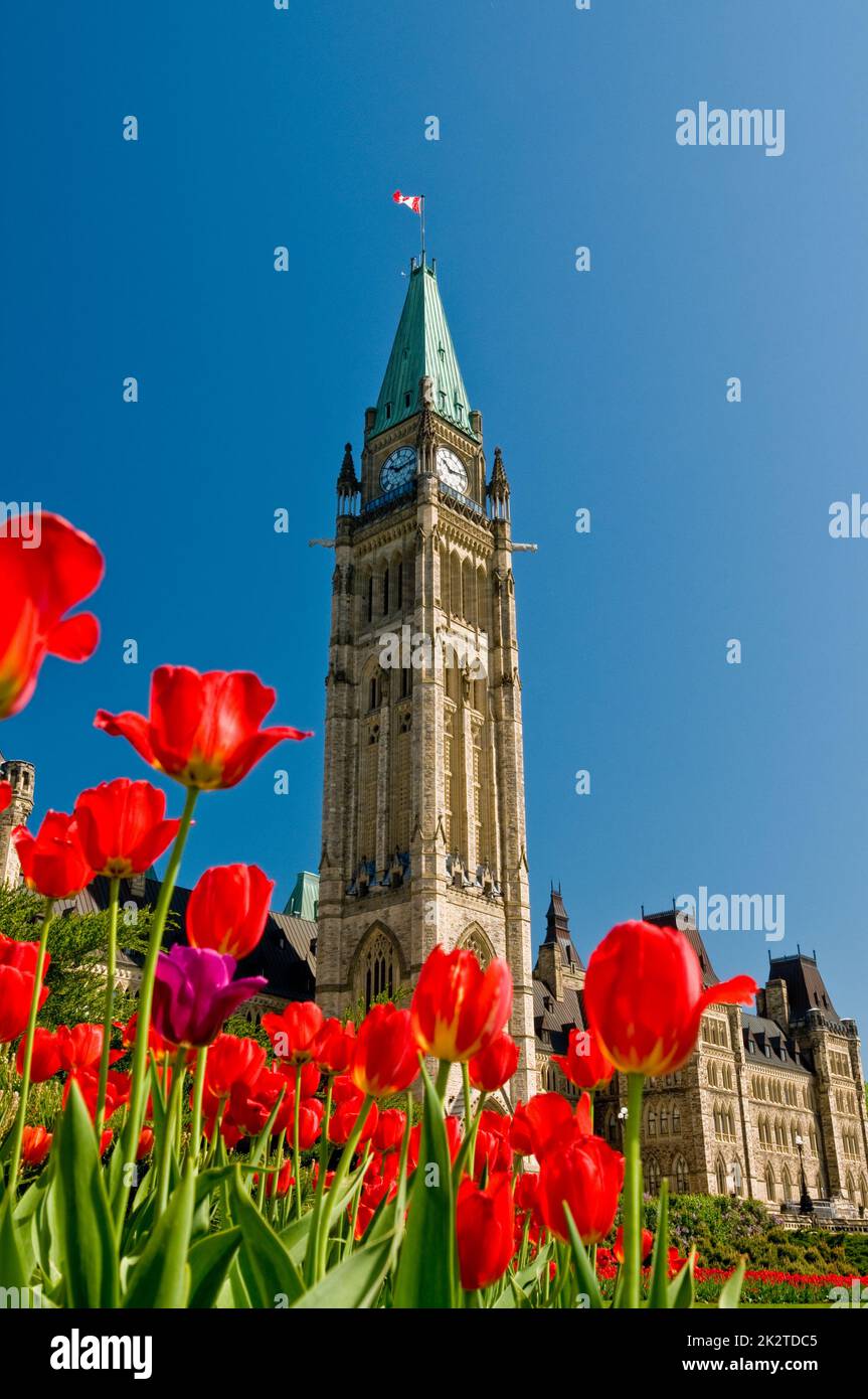 Das kanadische Parlament während des kanadischen Tulpenfestivals Ottawa, Ontario, Kanada. Dies ist ein Foto des Friedensturms mit roten und violetten Tulpen. Stockfoto