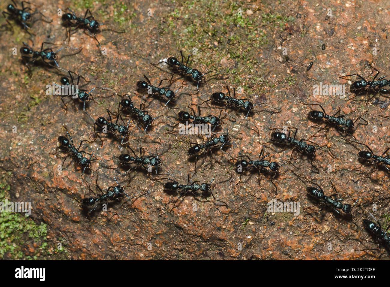 Schwarze Ameise auf dem Boden, die Nahrung ins Nest transportiert. Stockfoto