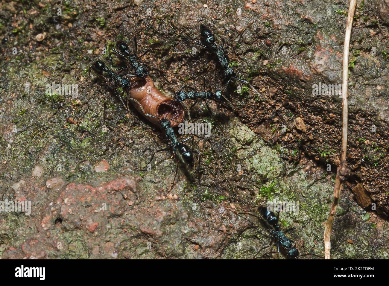 Schwarze Ameise auf dem Boden, die Nahrung ins Nest transportiert. Stockfoto