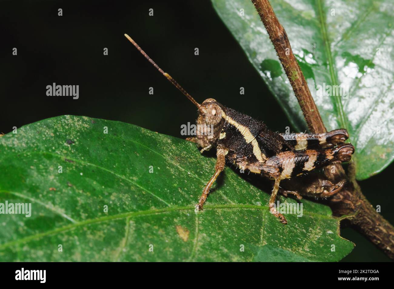 Braune Heuschrecke auf ein Blatt in Harmonie mit der Natur. Stockfoto