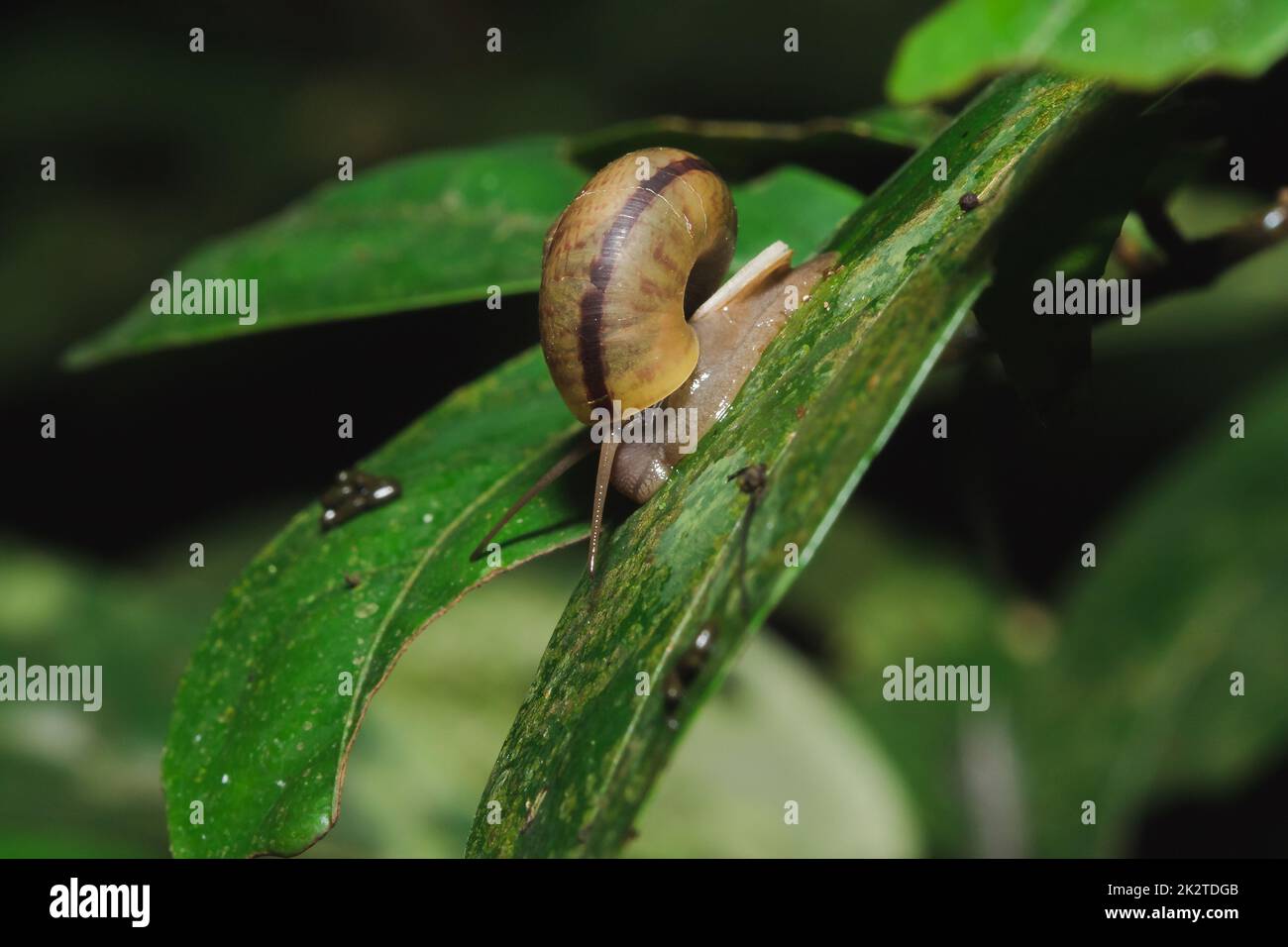 Schnecke auf einem Blatt im Einklang mit der Natur. Stockfoto