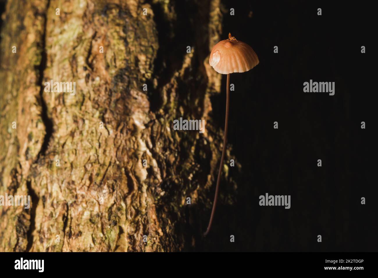 Kleine braune Pilze auf der Rinde des Stiels Stockfoto