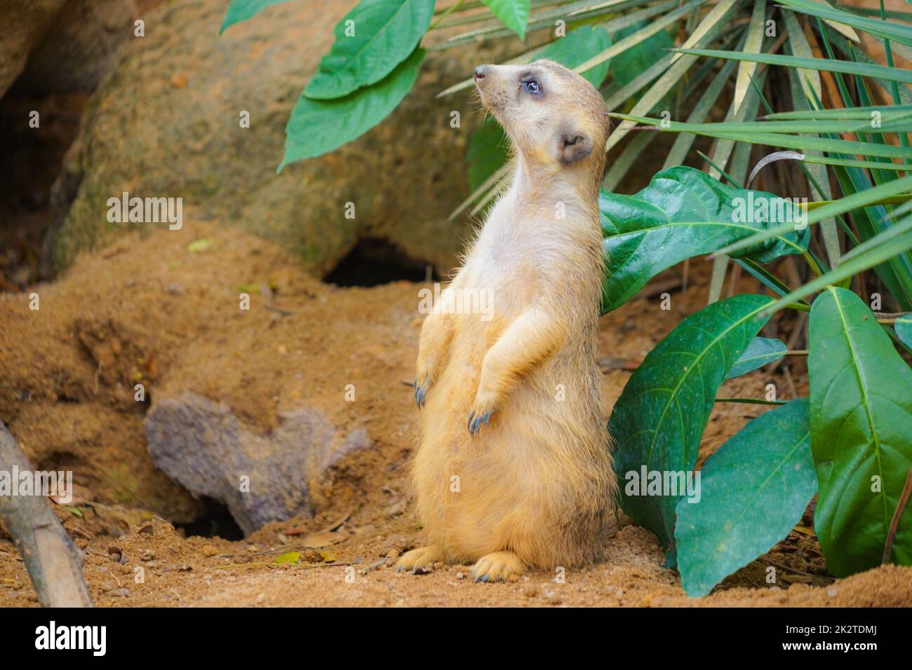 Von süßem Erdmännchen-Image Stockfoto