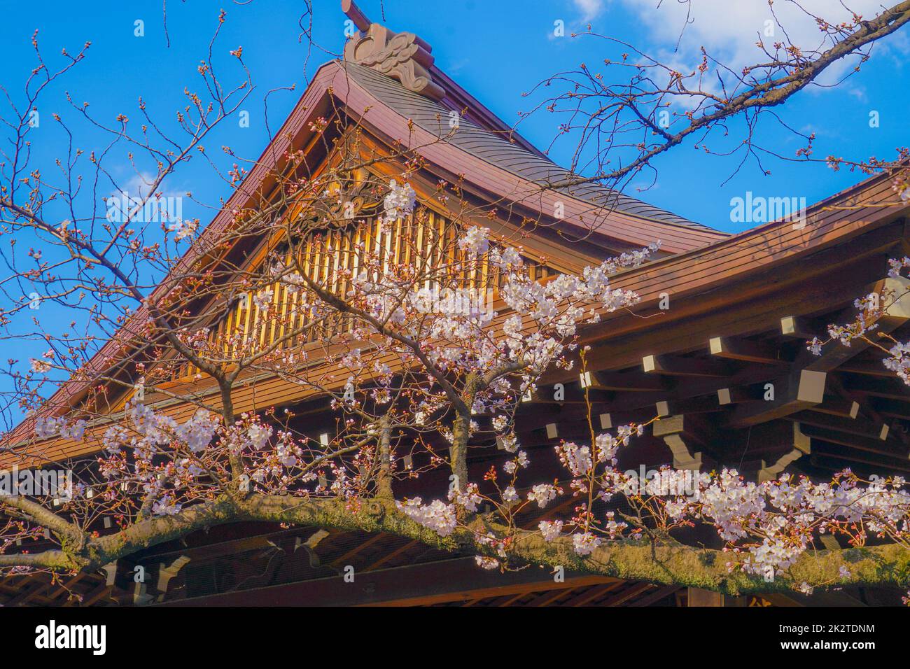 Sakura der fünfrahmigen Kirschblüten des Yasukuni-Schreins Stockfoto