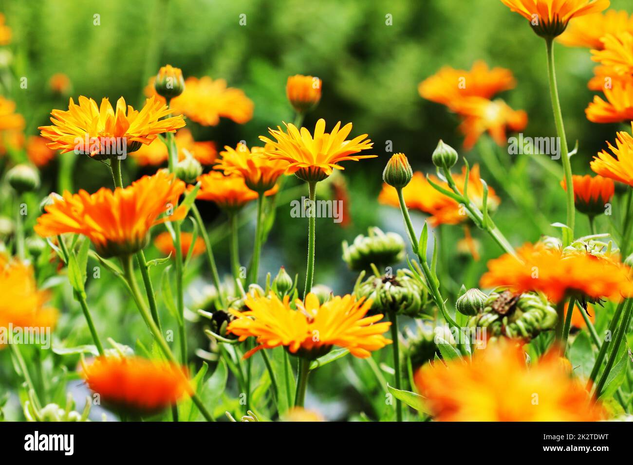 Bloosom Orange Ringelblume - Calendula Officinalis Feld. Stockfoto