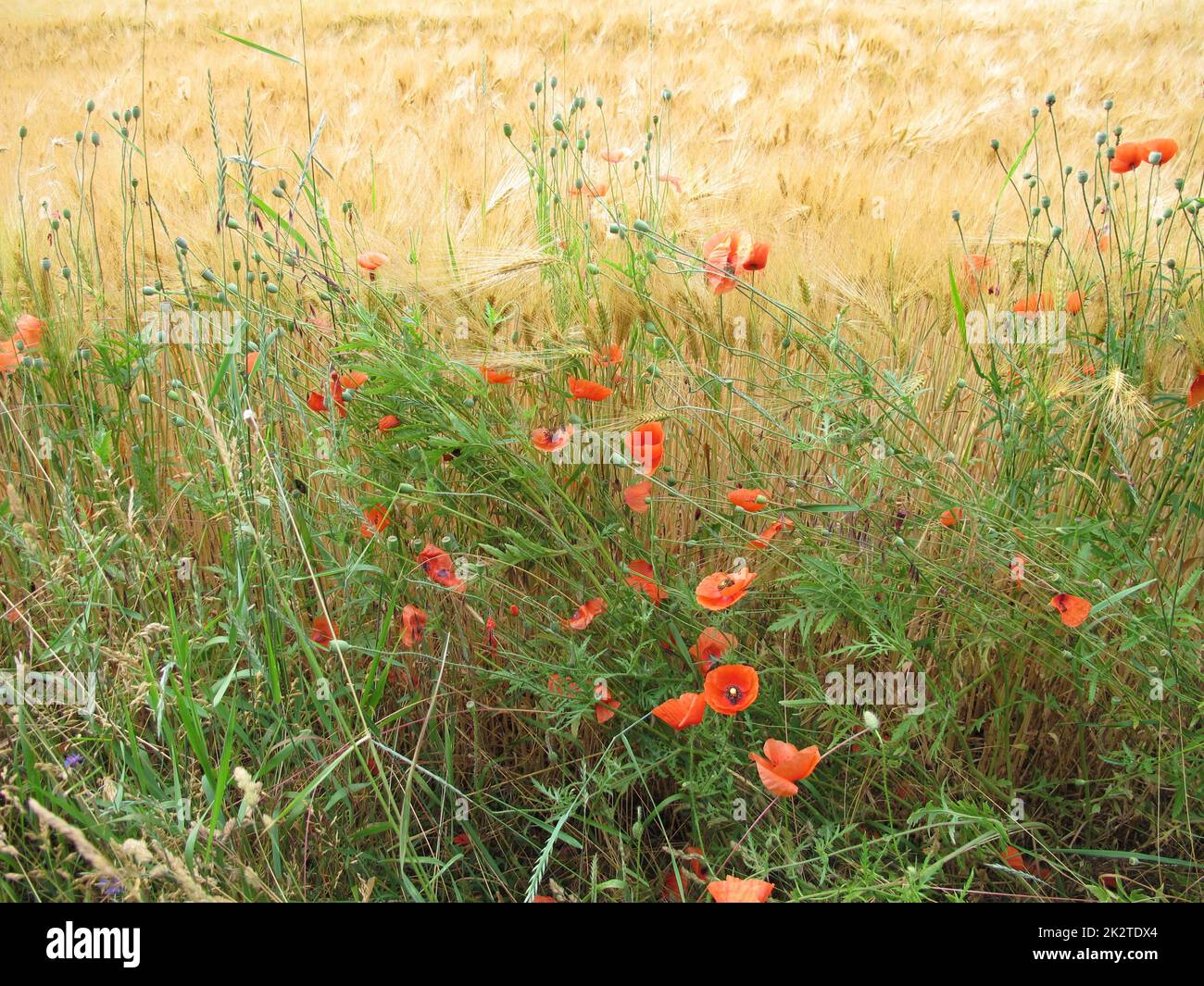 Rotes Mohnkraut am Rand eines Gerstenfeldes Stockfoto