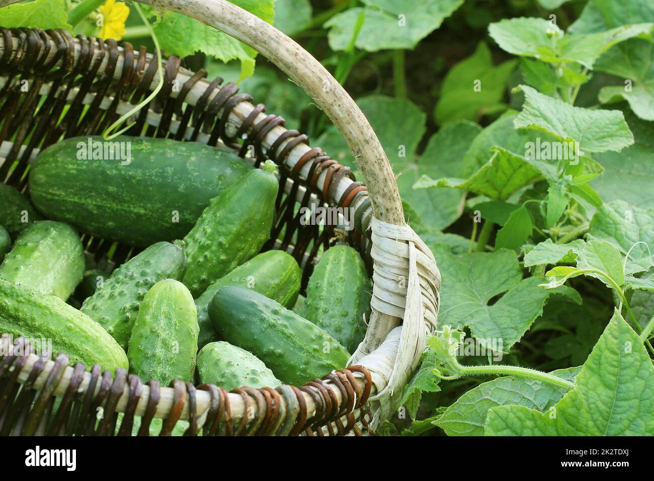 Frische Ernte der Gurken in einem Korb. Gartenarbeit Hintergrund mit grünen Pflanzen Stockfoto