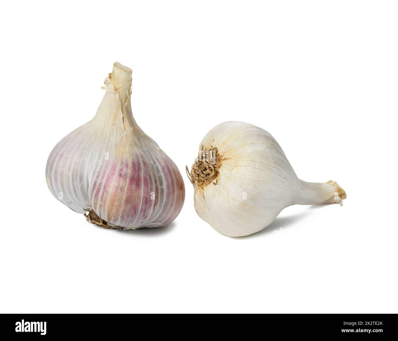 Weißer, frischer Knoblauch-Kopf isoliert auf weißem Hintergrund, gesundes Gewürz Stockfoto