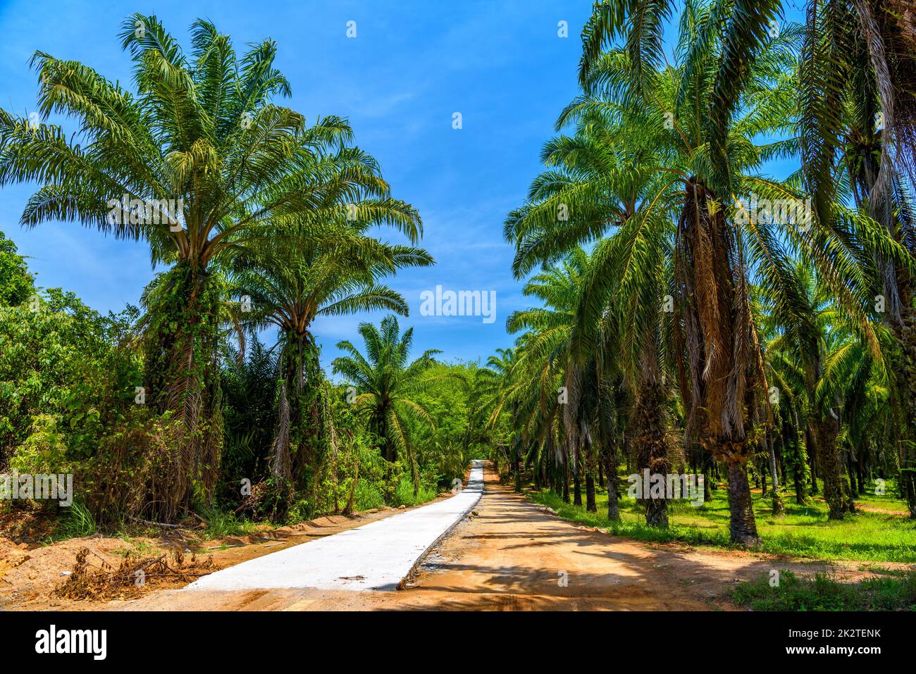 Staubige Straße durch Palmenplantagen und Dschungel, als Bok Khorani Stockfoto
