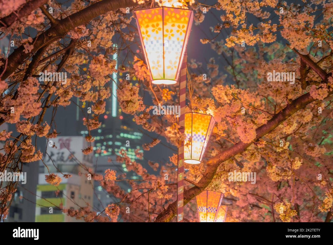 Bild von Nachtkirschblüten und japanischen Laternen Stockfoto