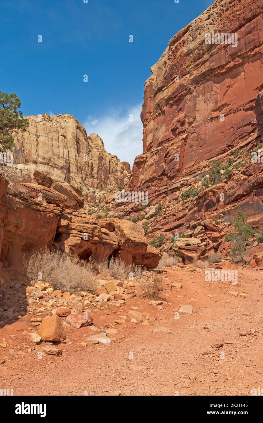 Trockenbett im Red Rock Canyon Stockfoto