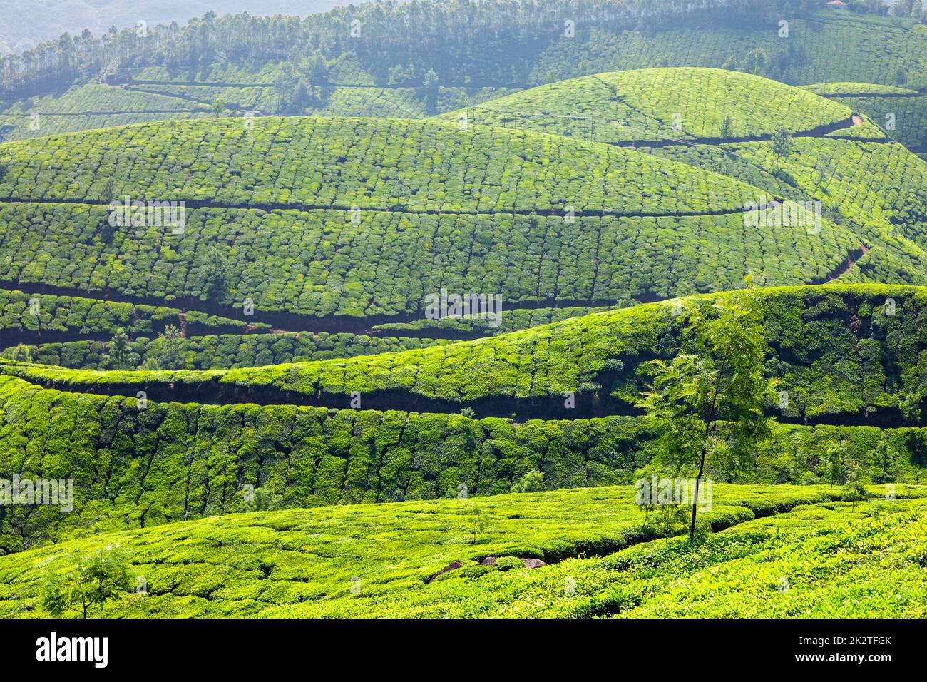 Tee-Plantagen in Kerala, Indien Stockfoto